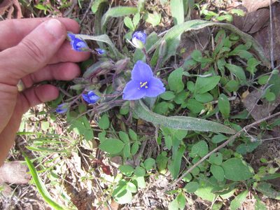Tradescantia subacaulis, photographed by Eric Knight