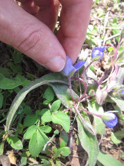 Tradescantia subacaulis, photographed by Eric Knight