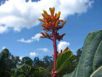 Palicourea rigida, photographed by Leonardo Bergamini