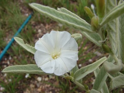 Distimake tomentosus, photographed by Leonardo Bergamini