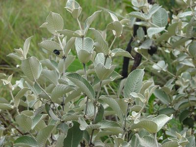 Sabicea brasiliensis, photographed by Leonardo Bergamini