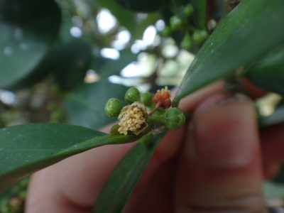 Suregada aequorea, photographed by 呂一起(Lyu yi-chi)