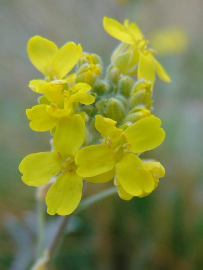 Aurinia sinuata, photographed by viridian