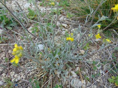 Aurinia sinuata, photographed by viridian
