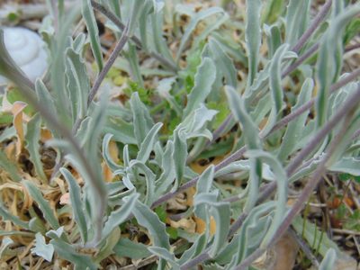 Aurinia sinuata, photographed by viridian