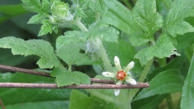 Blumenbachia latifolia, photographed by demianlescano