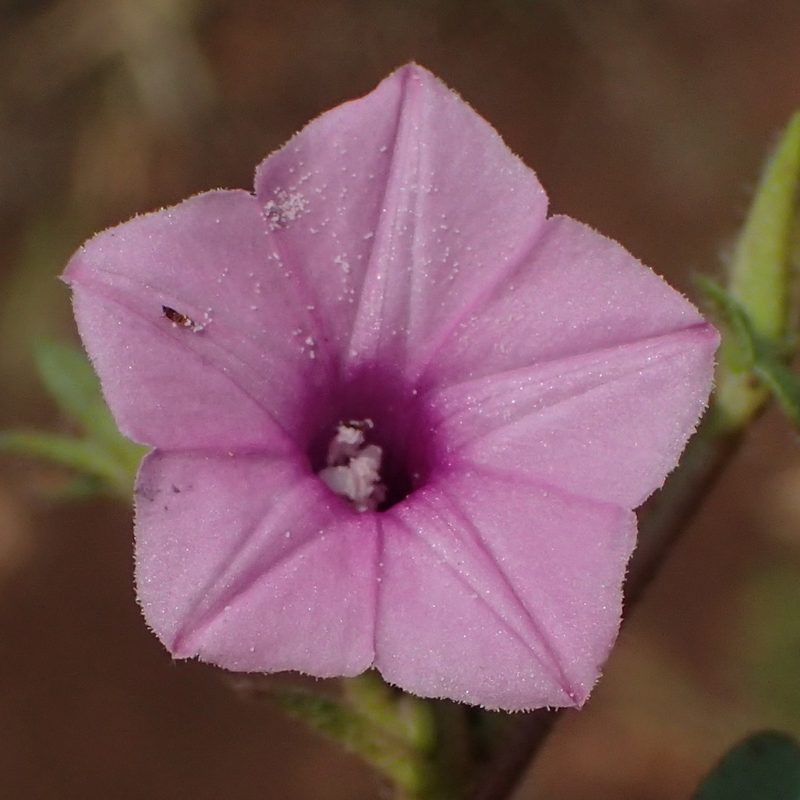 Ipomoea gracilisepala, photographed by Nicola van Berkel