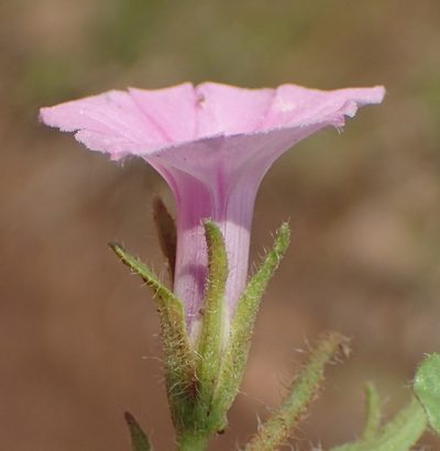 Ipomoea gracilisepala, photographed by Nicola van Berkel