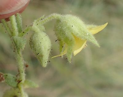 Hermannia burkei, photographed by Nicola van Berkel