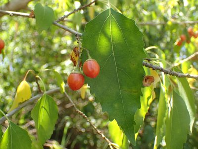 Cordia afra, photographed by Mahomed Desai