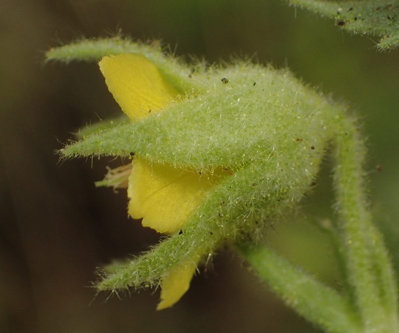 Hermannia burkei, photographed by Nicola van Berkel
