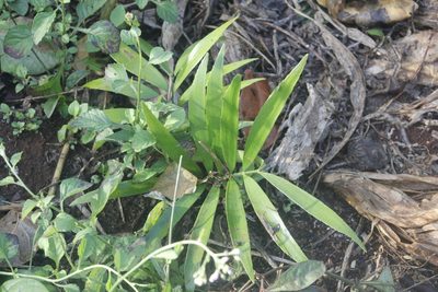 Zamia prasina, photographed by Juan Cruzado Cortés