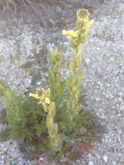 Streptanthus simulans, photographed by Adam J. Searcy