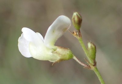 Tephrosia multijuga, photographed by Nicola van Berkel