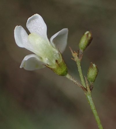 Tephrosia multijuga, photographed by Nicola van Berkel