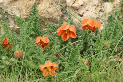 Caiophora carduifolia, photographed by Thibaud Aronson