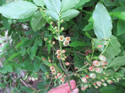 Vaccinium arctostaphylos, photographed by Grzegorz Grzejszczak