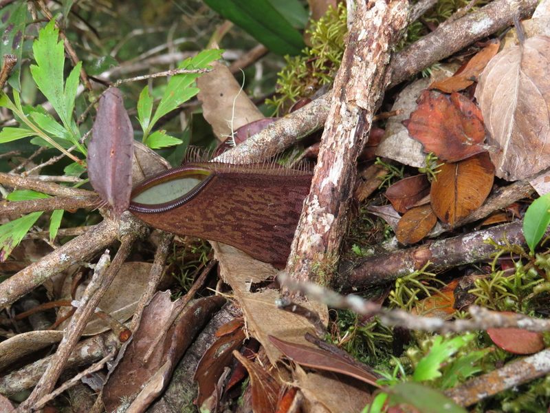 Nepenthes tentaculata, photographed by James Telford