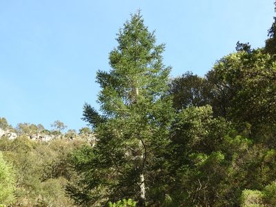 Abies religiosa, photographed by Oscar Alejandro Morales Juárez