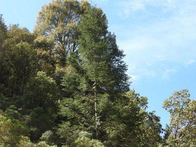 Abies religiosa, photographed by Oscar Alejandro Morales Juárez