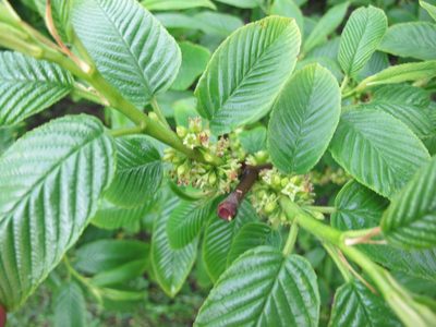 Rhamnus imeretina, photographed by Grzegorz Grzejszczak