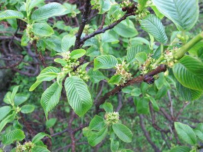 Rhamnus imeretina, photographed by Grzegorz Grzejszczak