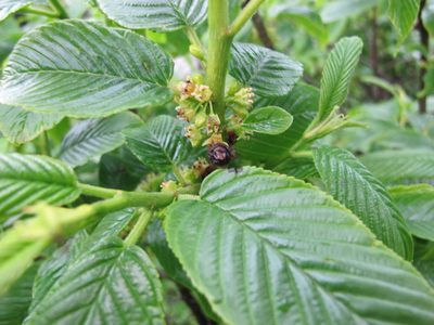 Rhamnus imeretina, photographed by Grzegorz Grzejszczak