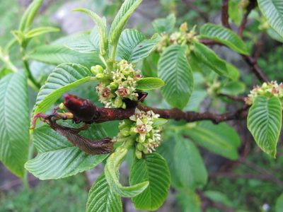 Rhamnus imeretina, photographed by Grzegorz Grzejszczak