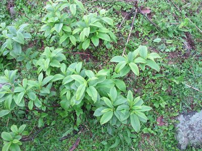 Rhamnus imeretina, photographed by Grzegorz Grzejszczak