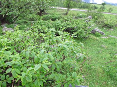 Rhamnus imeretina, photographed by Grzegorz Grzejszczak