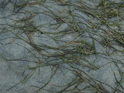 Zostera japonica, photographed by Randal