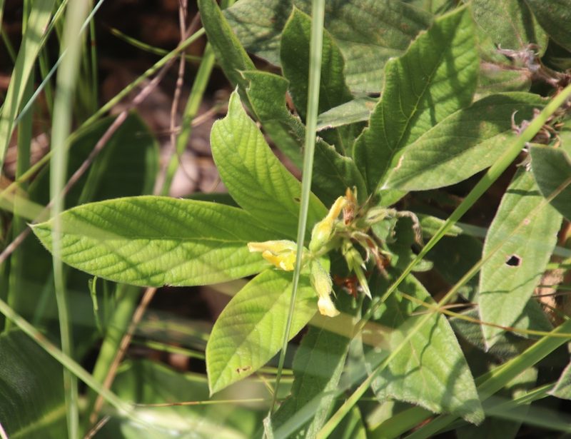 Eriosema ellipticifolium, photographed by Tony Rebelo