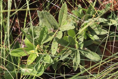 Eriosema ellipticifolium, photographed by Tony Rebelo