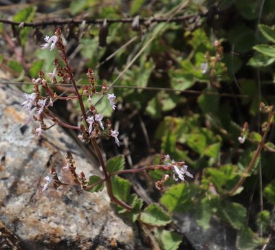 Aeollanthus rehmannii, photographed by Tony Rebelo