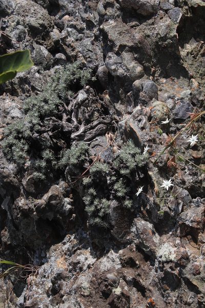 Helichrysum galpinii, photographed by Tony Rebelo