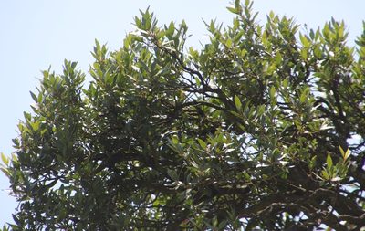 Pterocelastrus echinatus, photographed by Tony Rebelo