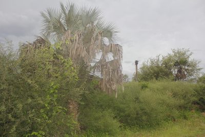 Sabal uresana, photographed by Juan Cruzado Cortés