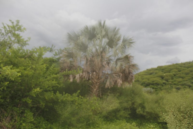 Sabal uresana, photographed by Juan Cruzado Cortés