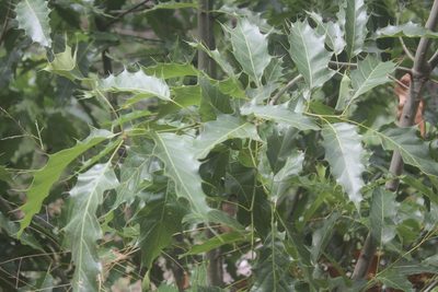 Quercus albocincta, photographed by Juan Cruzado Cortés