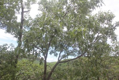 Quercus albocincta, photographed by Juan Cruzado Cortés