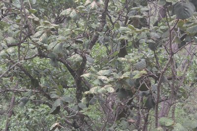 Quercus tarahumara, photographed by Juan Cruzado Cortés