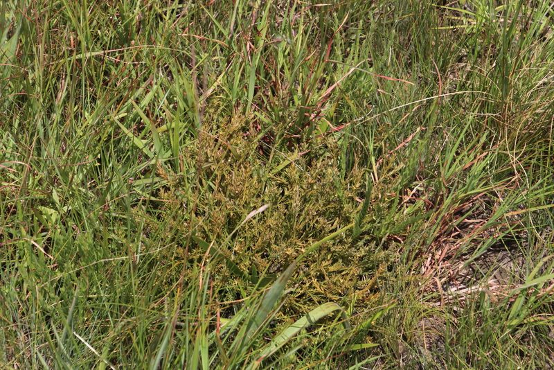 Thesium gracilarioides, photographed by Tony Rebelo