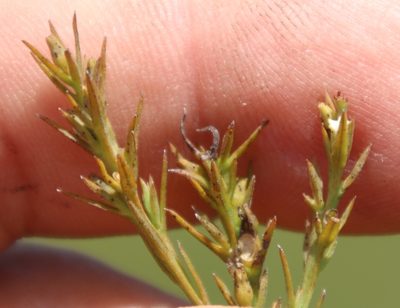 Thesium gracilarioides, photographed by Tony Rebelo