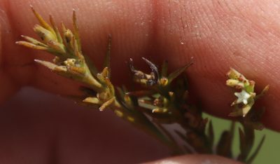 Thesium gracilarioides, photographed by Tony Rebelo
