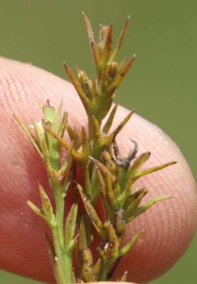 Thesium gracilarioides, photographed by Tony Rebelo