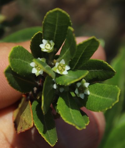 Gerrardina foliosa, photographed by Tony Rebelo