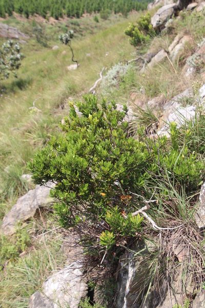 Gerrardina foliosa, photographed by Tony Rebelo