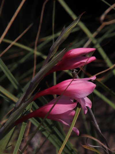 Gladiolus varius, photographed by Tony Rebelo