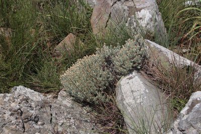 Helichrysum reflexum, photographed by Tony Rebelo