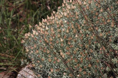 Helichrysum reflexum, photographed by Tony Rebelo